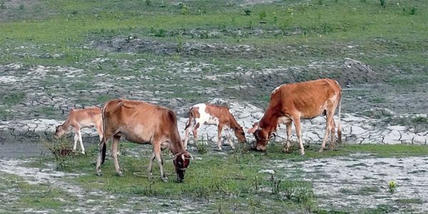 কৃষিনির্ভর গ্রামীণ জীবনযাত্রার প্রতীক গরু